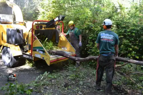 tree services Wellington